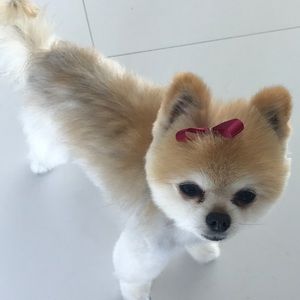 Meet your Posher, Bonnie